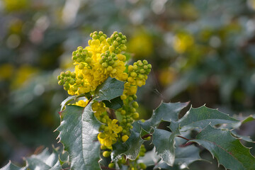 flowers in the garden