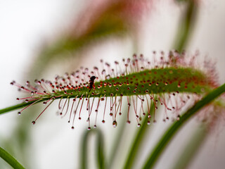 Die Klebetentakel des Sonnentau