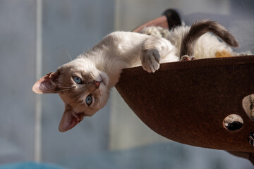 Siamese cats are known for their striking appearance, with a sleek, slender body, almond-shaped blue eyes, and a short coat with color points on the ears, face, paws, and tail.