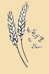 Ears of wheat hand drawn sketch, vector illustration  - 755013284