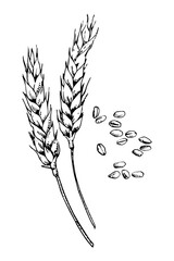 Ears of wheat hand drawn sketch, vector illustration 
