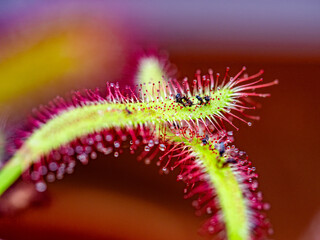 Die Klebetentakel des Sonnentau