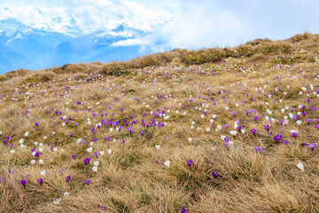 Wild purple and white Crocus alpine flowers blooming at spring in the Swiss Alps. Niederhorn,...