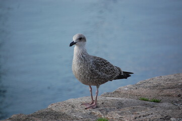 Möwe am Hafen