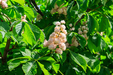 Blossoming branches of chestnut tree (Aesculus hippocastanum)