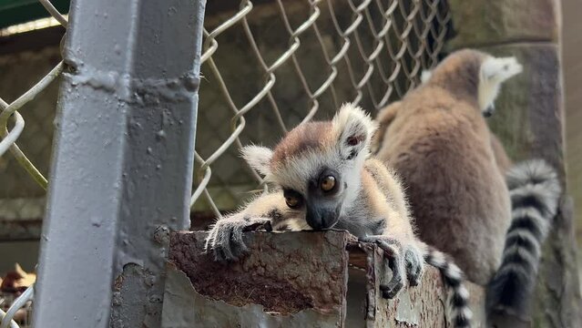 Lamur yawns while sitting on the bars Two cubs mom and dad animals world. lemur catta cleaning the ear of her baby