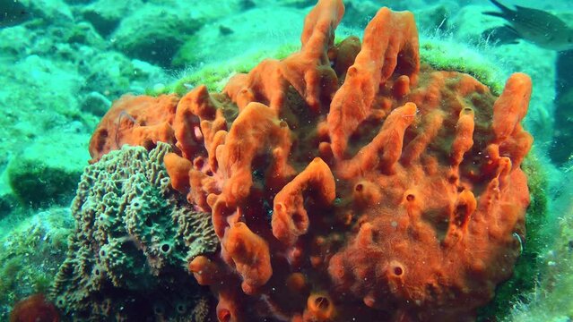 Brightly colored Orange sponge (Spirastrella cunctatrix) on a rock on the seabed, medium shot.