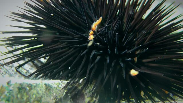 Black Sea Urchin (Arbacia lixula) moves its needles on the seabed, polychaete worms crawl between the needles, close-up.