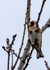 European Goldfinch (Carduelis carduelis) - Found across Europe, Asia & North Africa