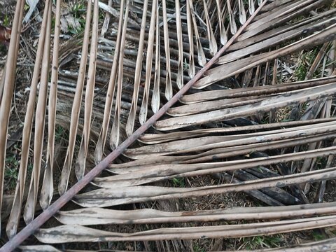 Old Coconut Leaf Stems Are Dried For Firewood In The Village