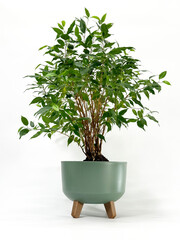This captivating image showcases a lush green potted plant against a white background. The...