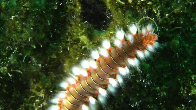 Poisonous polychaete Bearded fireworm (Hermodice carunculata) crawls along the seabed covered with algae, top view, close-up of the head.
