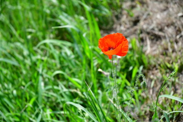 poppy in the field
