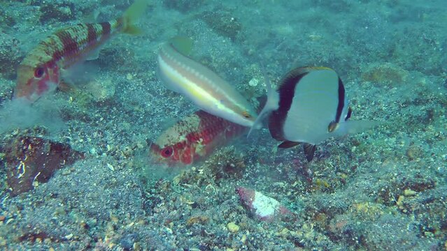 Two fish Red mullet (Mullus barbatus) digs the sandy bottom in search of food, they are accompanied by fish of other species, picking up food, medium shot.