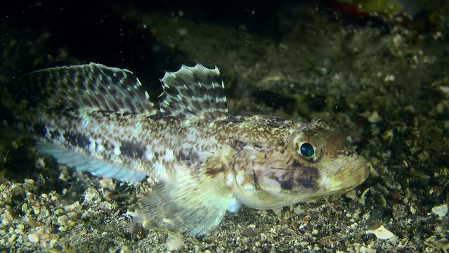 Black goby (Gobius niger) catching and eating planktonic organisms, close-up.