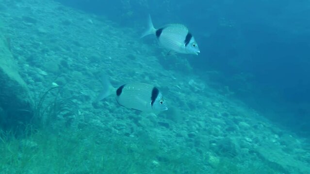 Underwater landscape: several marine fish Common two-banded sea bream (Diplodus vulgaris) swims slowly against the backdrop of a rocky seabed.