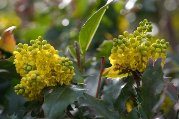 March yellow flowers in the garden blooming