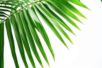 Obraz premium Isolated Coconut Leaf on White Background, Green Palm Tree Leaf Nature