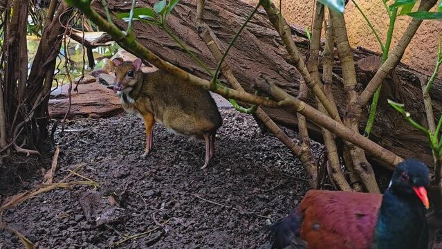 Close view of a javan mouse deer hiding under a tree with a tropical quail walking by.
