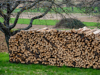 Brennholz lagert auf einer Streuobstwiese