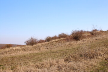 A grassy field with trees