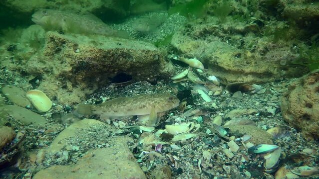 A group of fish Round goby (Neogobius melanostomus) among the stones on the seabed.