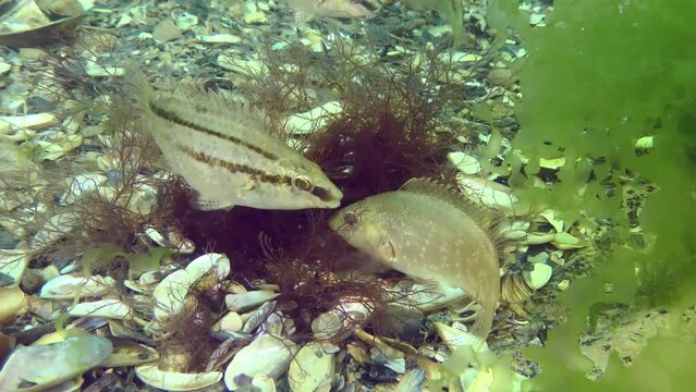 Spawning Gray wrasse (Symphodus cinereus): male and female spawn in a nest built from algae.