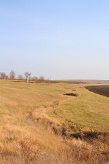 A field with grass and trees