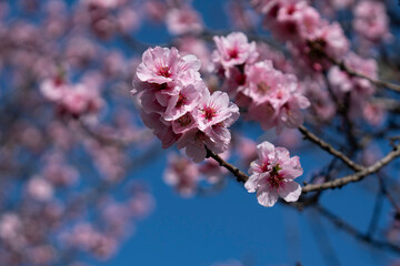 almond blossom