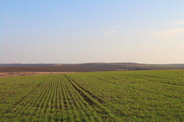 A field of green grass