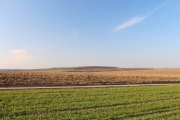 A field with a large field of crops and a blue sky with clouds