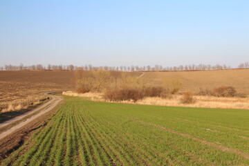 Fototapeta na wymiar A field with grass and trees