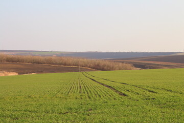 A field of green grass