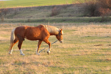A horse walking in a field