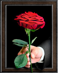 hand with a red rose sticking out of the picture frame