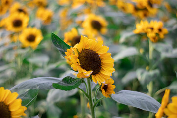 Sunflowers (Helianthus annuus) is an annual plant with a large daisy-like flower face.