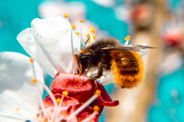 Colorfull bee on the flower