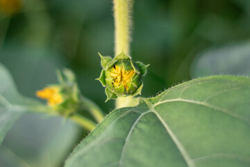 Sunflowers (Helianthus annuus) is an annual plant with a large daisy-like flower face.