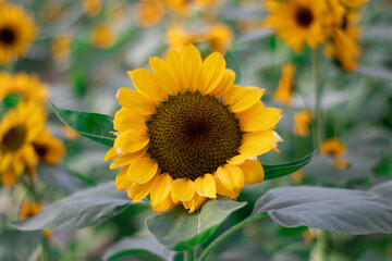 Fototapeta premium Sunflowers (Helianthus annuus) is an annual plant with a large daisy-like flower face.