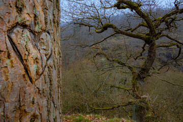Baum mit eingeritztem Herz und wunderschöner Aussicht auf die Natur