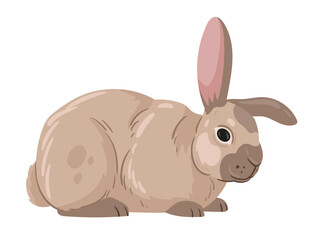 Spring Easter rabbit. Cute bunny, fluffy eared animal, domestic bunny flat vector illustration. Easter holiday rabbit on white