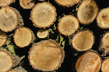Stapel von Holzstämmen in Nahaufnahme