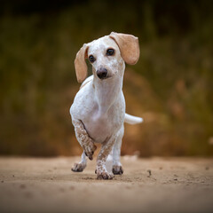 Cute dachshund in the park