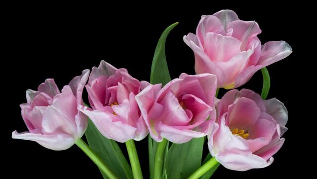 Beautiful bouquet of pink tulips on black background, close-up. Holiday bouquet. Wedding backdrop, Valentines Day, Mother's day, Women's day, Easter concept.