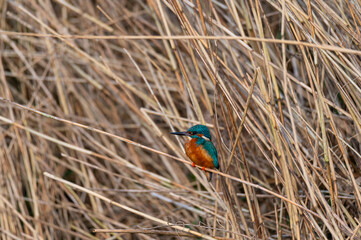 A kingfisher (Alcedo atthis) sits on grass by a  small stream, shining from the sun