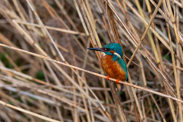 A kingfisher (Alcedo atthis) sits on grass by a  small stream, shining from the sun