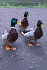 Three duck on the road