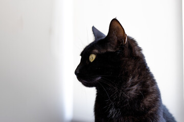 Black cats are good luck