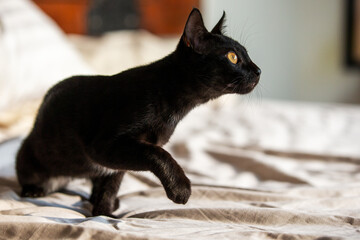 Black cats are good luck