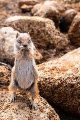 Little canarian chipmunk looking funny and cute on the ground